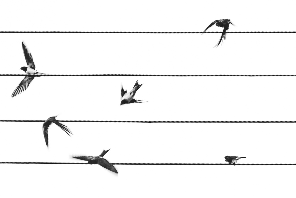 swallows by jantan