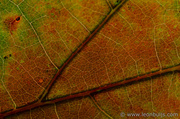 14th Oct 2013 - Colours of Autumn II