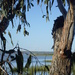 Looking through to Lake Coonji by marguerita