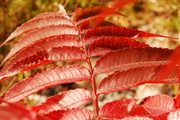 13th Oct 2013 - Red leaves
