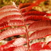 Red leaves by farmreporter