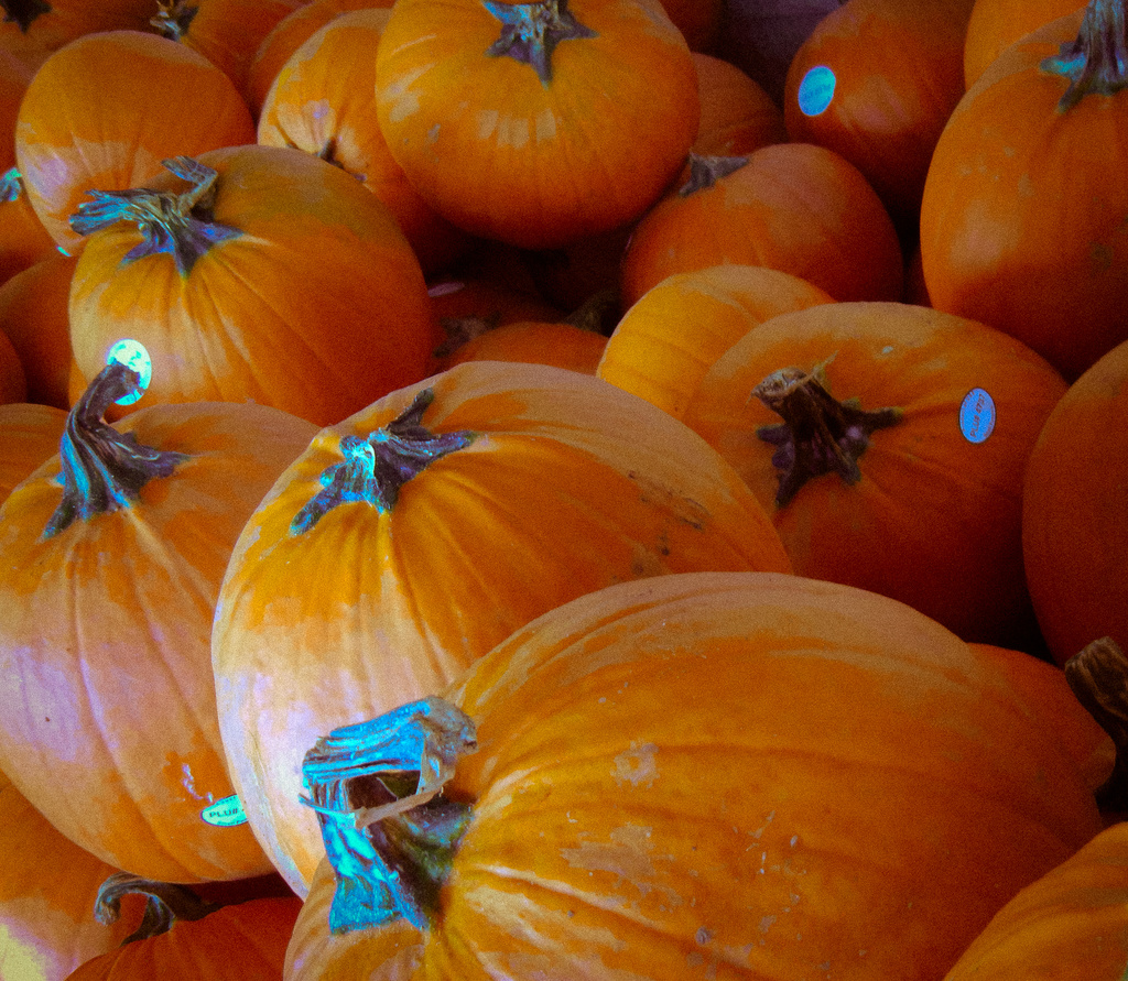 Pumpkins Everywhere by kathyladley