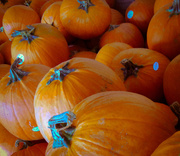 14th Oct 2013 - Pumpkins Everywhere