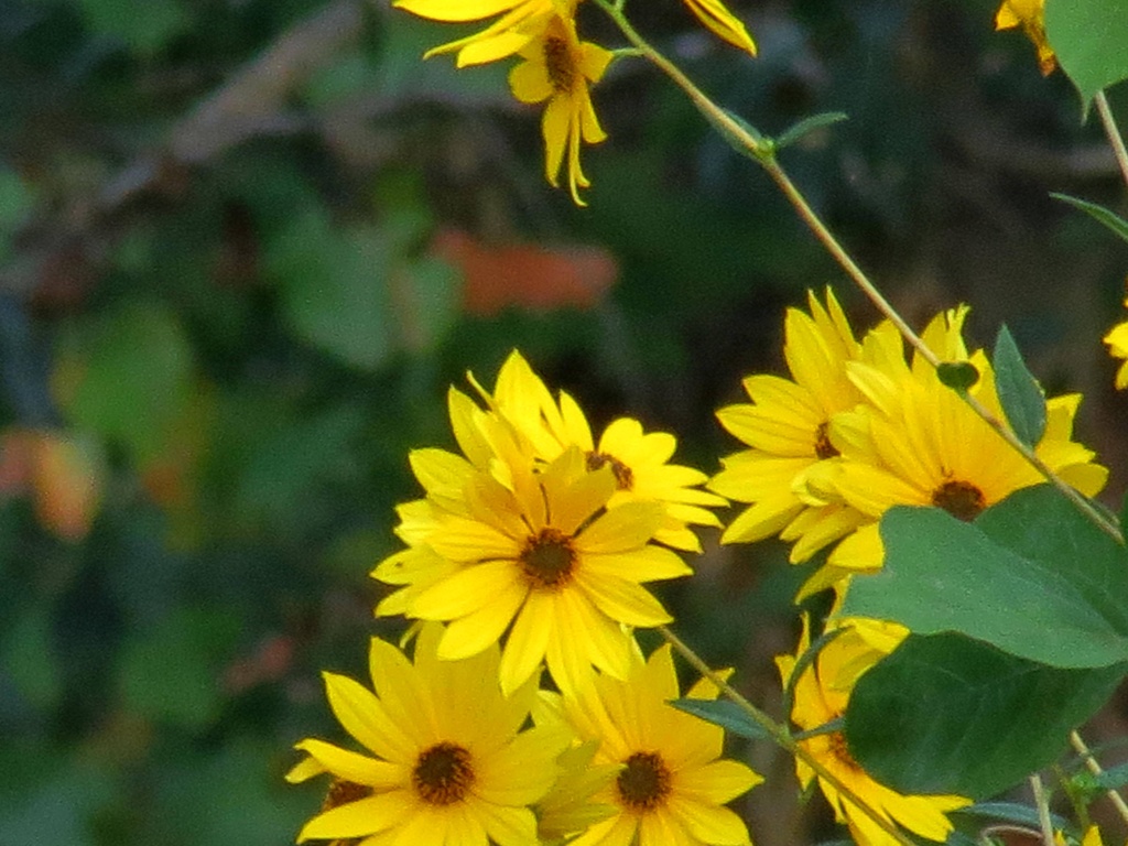 Sunflower Bright by grammyn