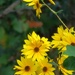 Sunflower Bright by grammyn