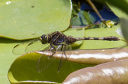 10th Oct 2013 - Dragonfly