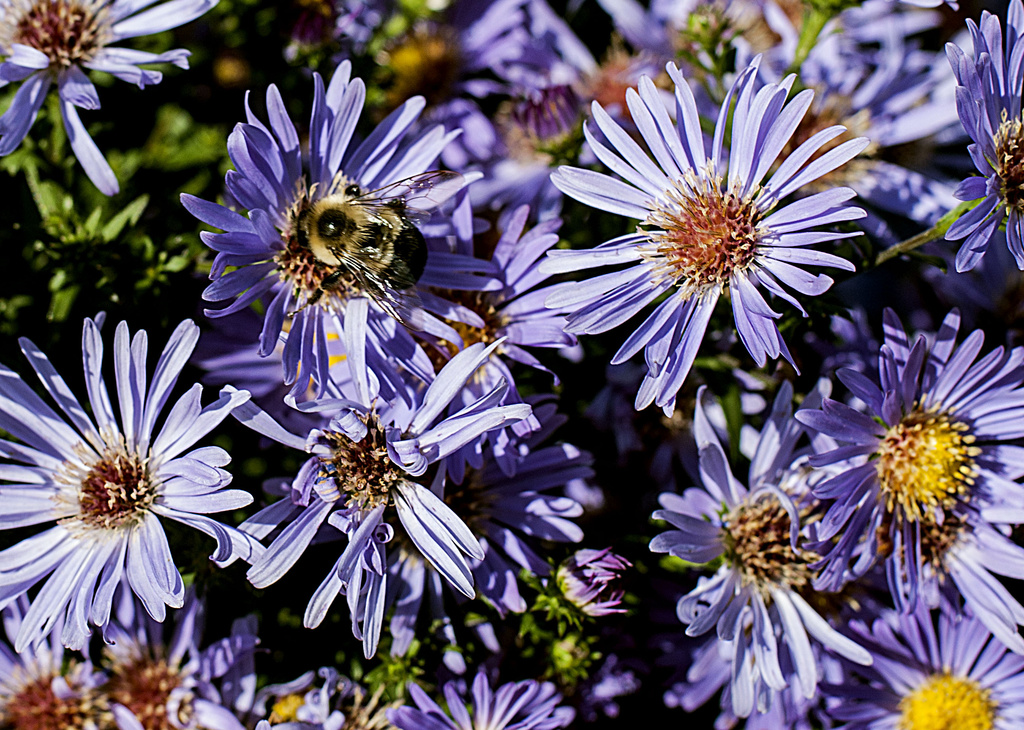 Busy Bee by dakotakid35