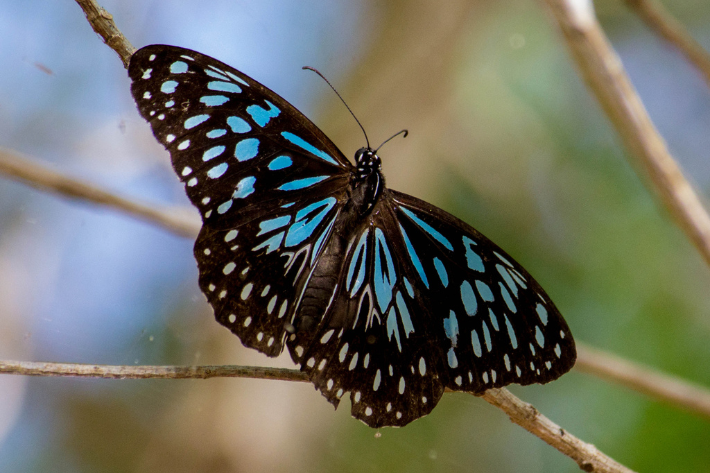 Blue Tiger Butterfly by goosemanning