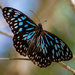 Blue Tiger Butterfly by goosemanning