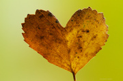 15th Oct 2013 - Heart-shaped leaf