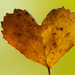 Heart-shaped leaf by elisasaeter