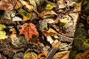 12th Oct 2013 - Forest Floor HDR
