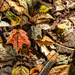 Forest Floor HDR by gardencat