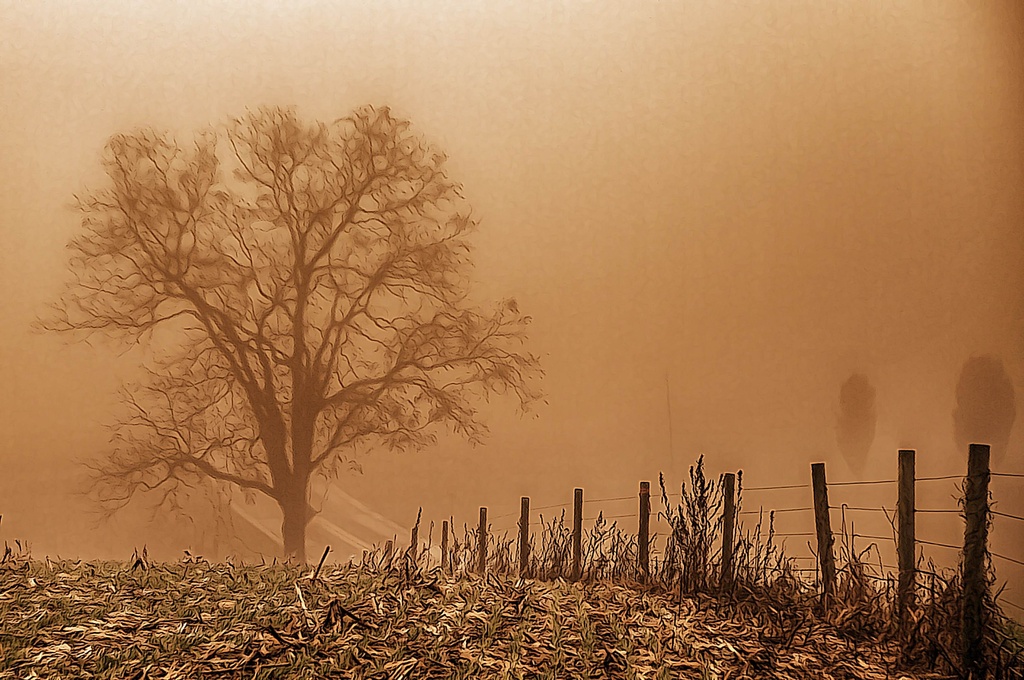 October Fog by sbolden