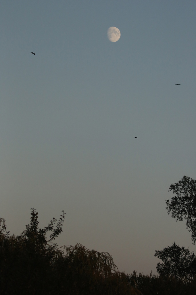 Moonrise and jackdaws getting ready to roost by padlock