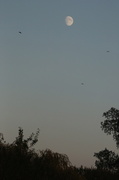 15th Oct 2013 - Moonrise and jackdaws getting ready to roost