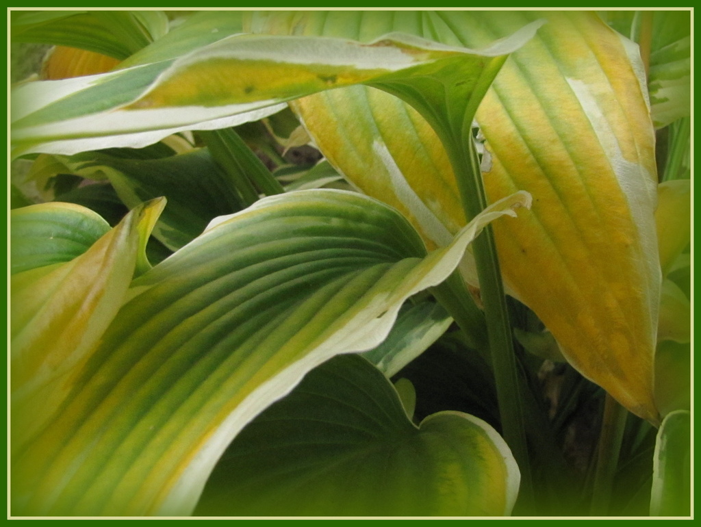 Hosta turns to Autumn by busylady
