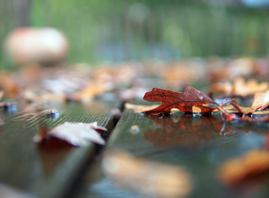 The Oak Tree and The Deck by tosee