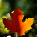 Maple Leaf by jayberg