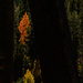 Fall Color Framed  by jgpittenger