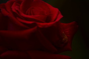 16th Oct 2013 - Red, red rose...