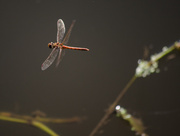15th Oct 2013 - Dragonfly - 15-10