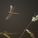 Dragonfly - 15-10 by barrowlane