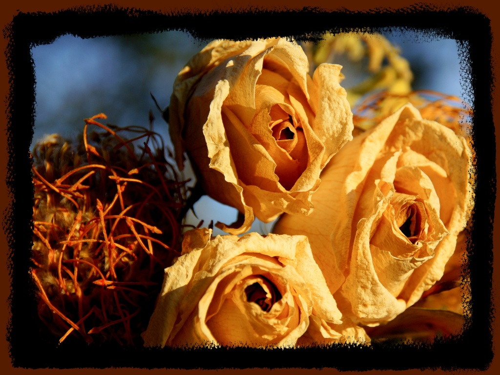 Autumn Roses by danette