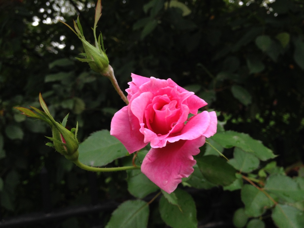 Fall Rose by rosiekerr
