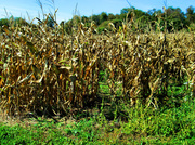 15th Oct 2013 - Children of the Corn