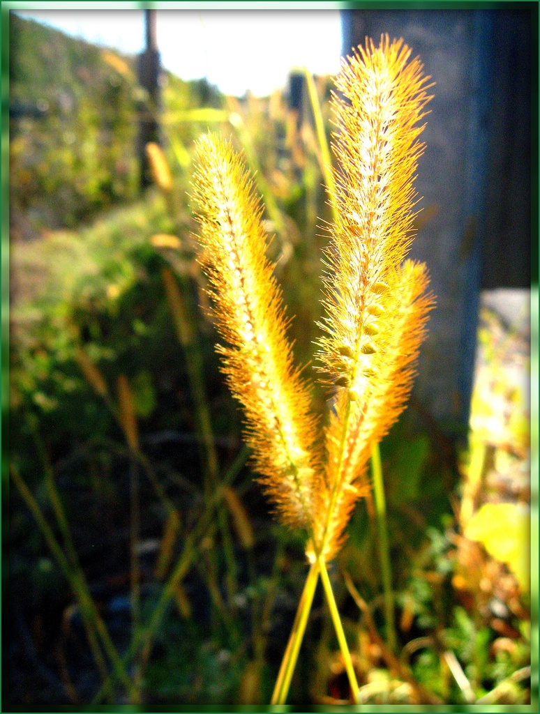 Golden Grass by olivetreeann