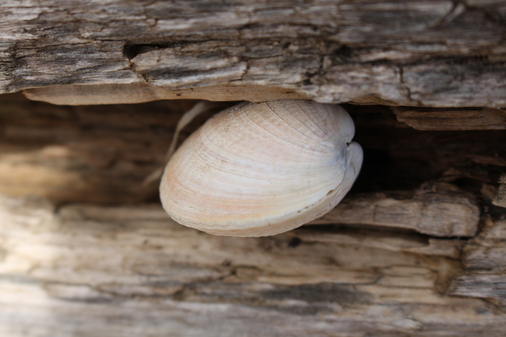 Lodged shell  by kiwinanna