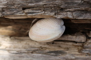 13th Oct 2013 - Lodged shell 