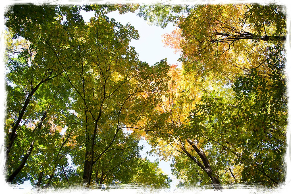 Leafy Canopy by gardencat