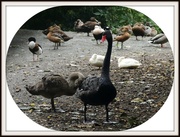 16th Oct 2013 - Waterfowl