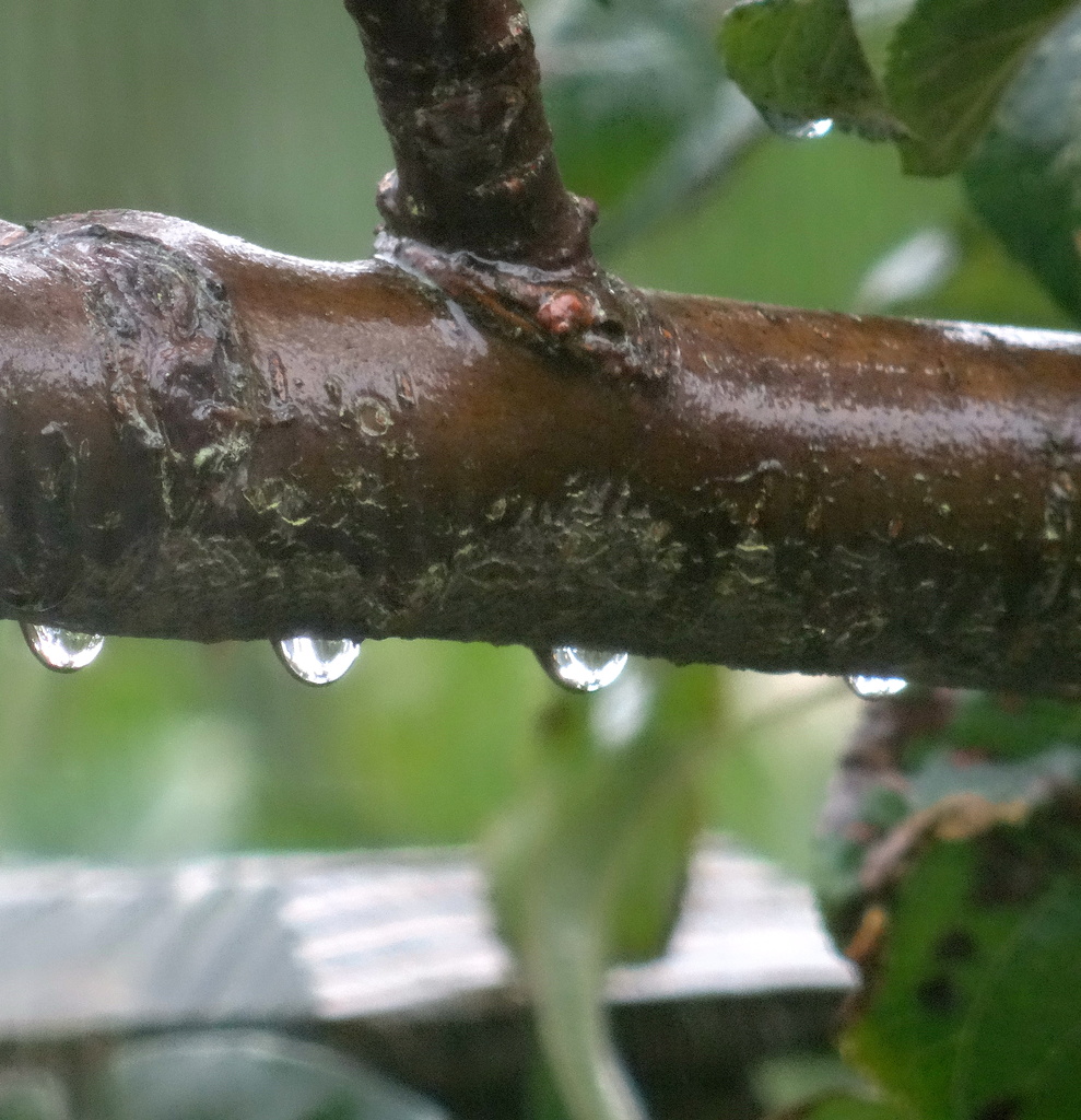 Drips on a branch by padlock