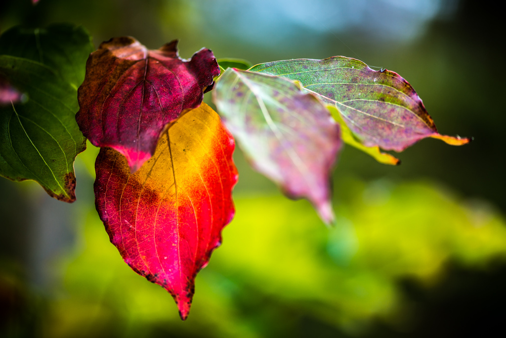 The Changing Leaves of Fall by kathyladley
