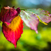 The Changing Leaves of Fall by kathyladley