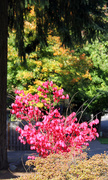 14th Oct 2013 - More Colour in Tualatin