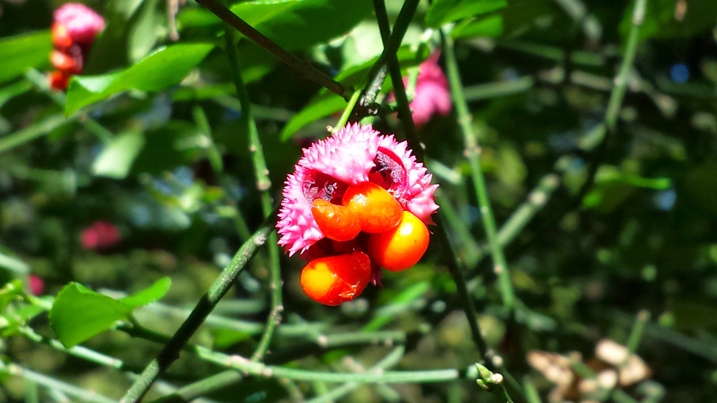 Euonymus americanus by randystreat