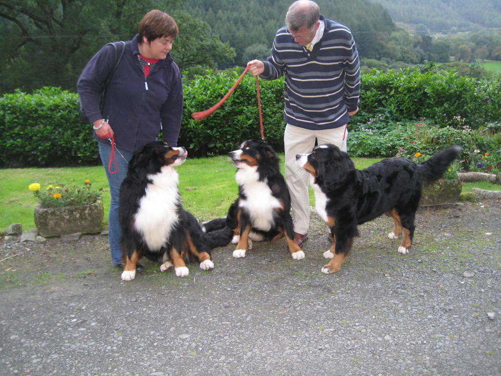 Prize-Winning Bernese Mountain Dogs by susiemc