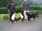 12th Oct 2013 - Prize-Winning Bernese Mountain Dogs