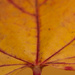 Leaf by rachel70