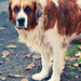 big, polite dog :) by walia