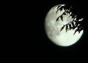 15th Oct 2013 - Spooky Moooon (Word of the day "scary")