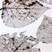 Original decaying leaves before experimentation by shepherdmanswife