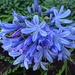 Purple Flower Majesty by msfyste