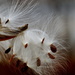 Milkweed & Snail by jayberg