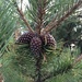Pine Cones by bizziebeeme