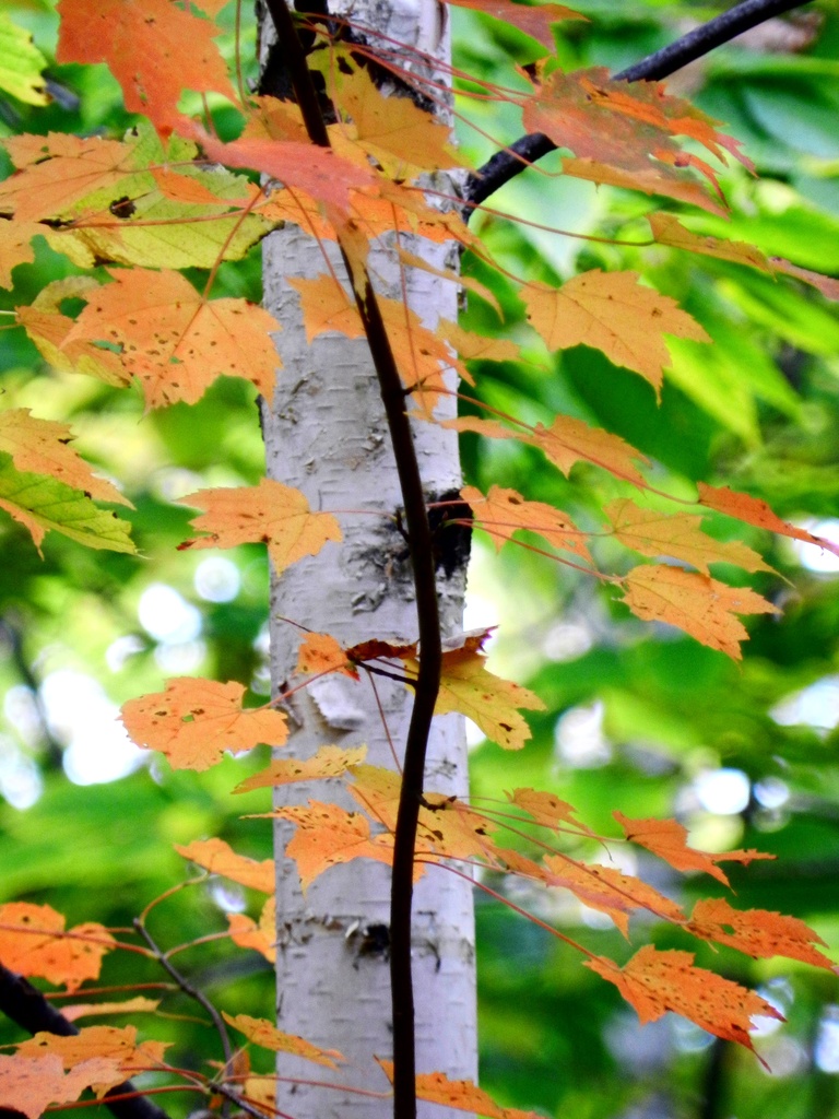 Maple Leaves and Birch Bark by paintdipper